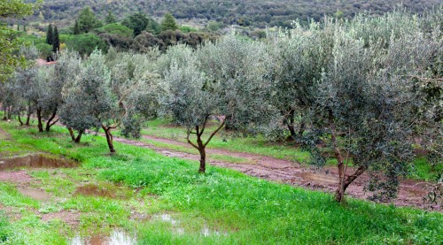 oliveira.jpg