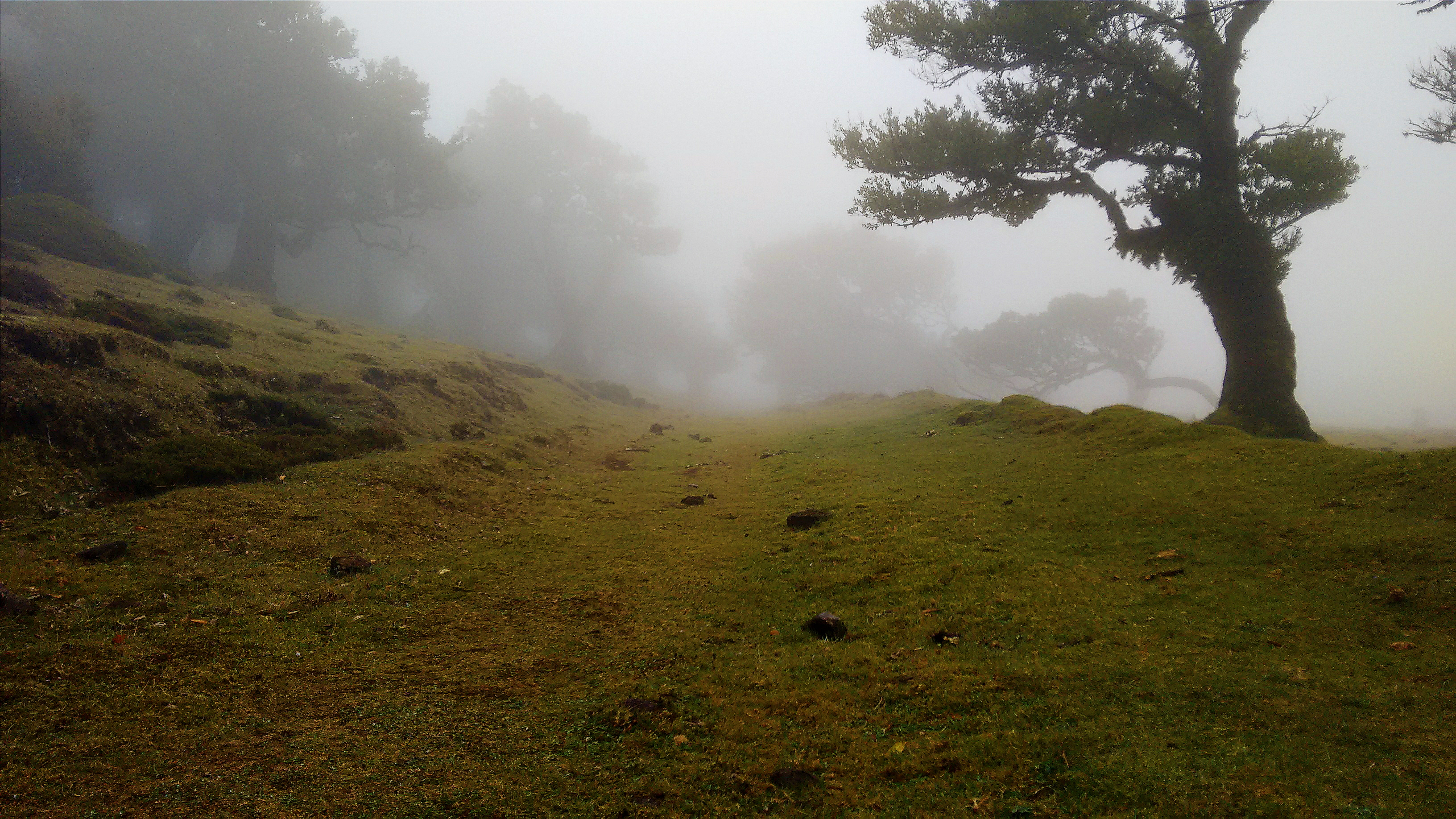 Холмы туман. Туманные холмы Ирландии. Туманный пейзаж. Холмы в тумане. Деревья на склоне.