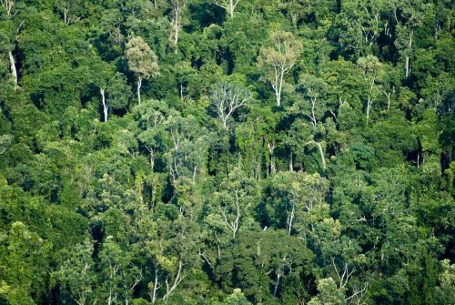 Backdrop photo of a gum tree canopy, green verdant plantation growing on a hillside